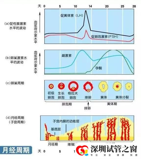 性激素六项的临床意义